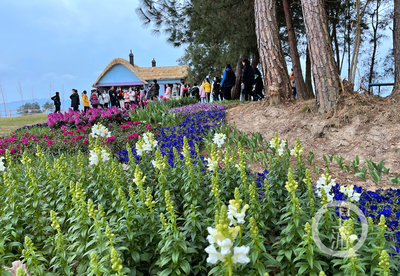 走进林下“花花世界”，体验乡村版“安徒生童话”的礼品花卉销售之旅