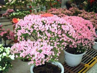 北京望京花卉市场 礼品花卉的缤纷世界与选购指南