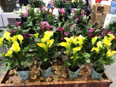 流星花园花卉 一站式连锁品牌，为你扫除礼品花卉销售创业障碍