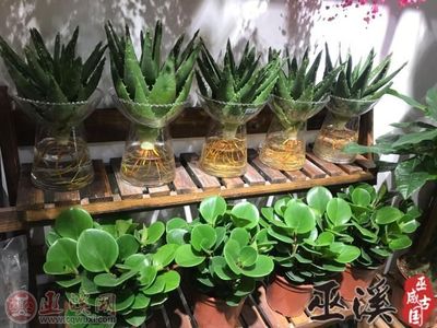 健康过元宵，绿色植物成礼品“新宠”