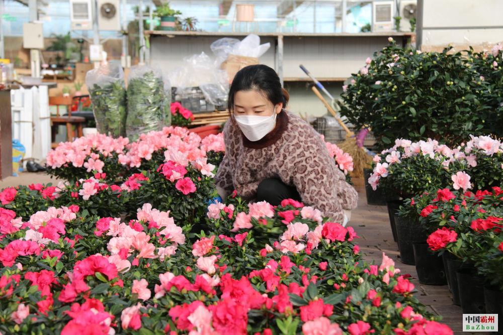 新春花市“年味儿”浓 礼品花卉销售迎来“春天”