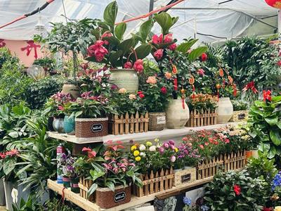 春风有信花为礼！妇女节济南市鲜花销售持续升温 礼品花卉销售