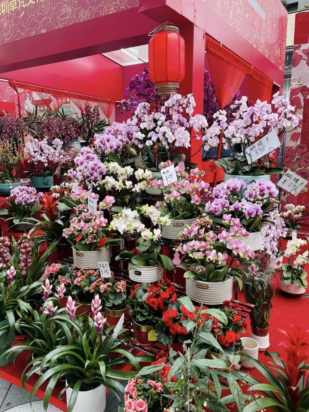 成都金温江年宵花市2月8日开市，礼品花卉销售热力四射